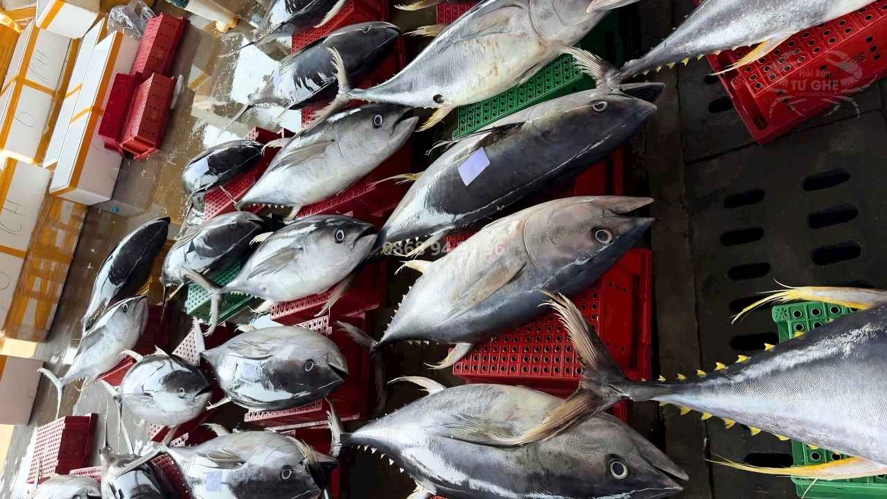 cung-cap-ca-ngu-dai-duong-nguyen-con