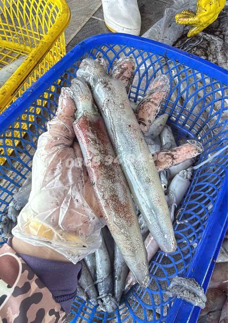 cung-cap-muc-ong-lao-cau