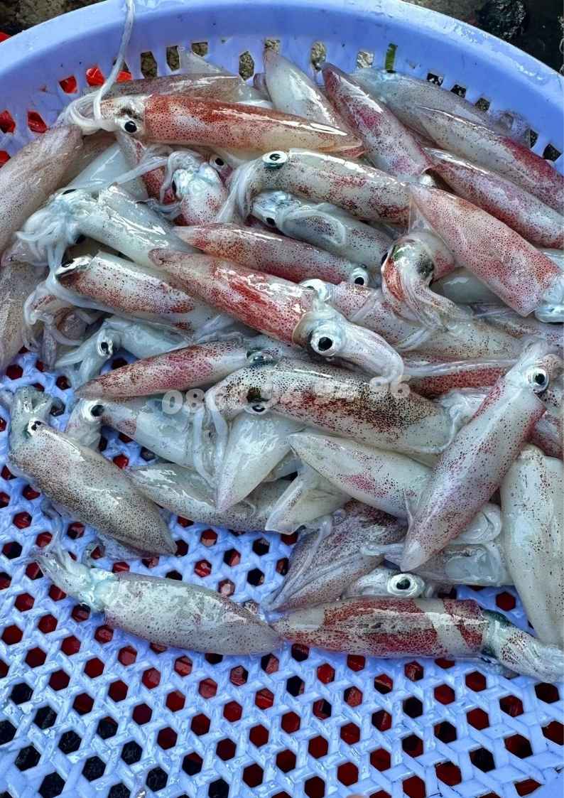 cung-cap-ong-tuoi-size-nho