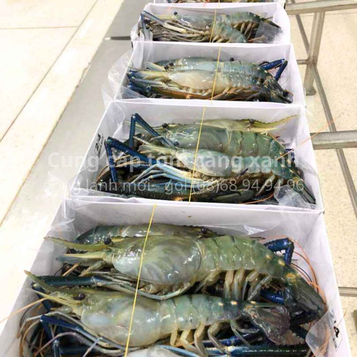 cung-cap-tom-cang-xanh-dong-lanh-gia-tot