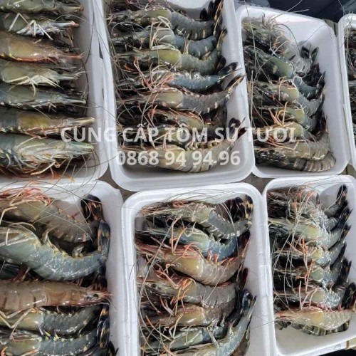 Cung Cấp Tôm Sú Tươi Giá Tốt