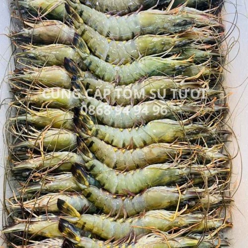 Cung Cấp Tôm Sú Tươi Tại Hoài Nhơn, Hoài Ân