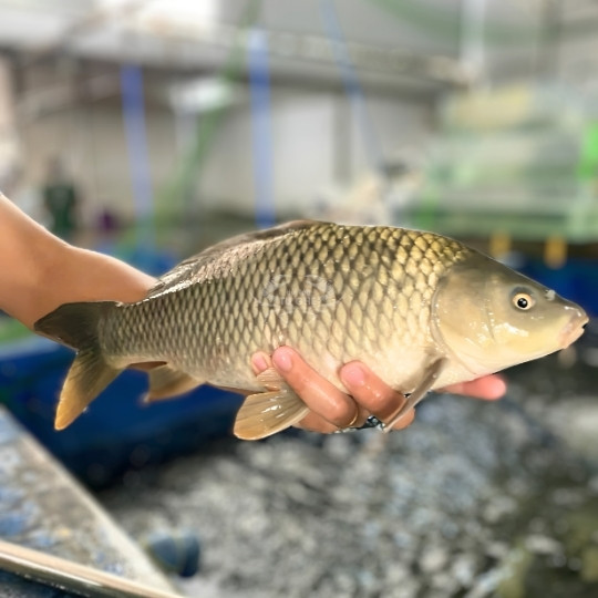 cá-chép-giòn-o-Sai-Gon-Uy-Tin