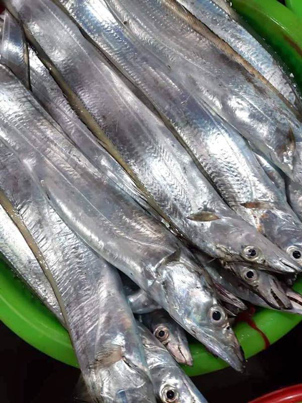 cá-hố-tươi-loại-lớn