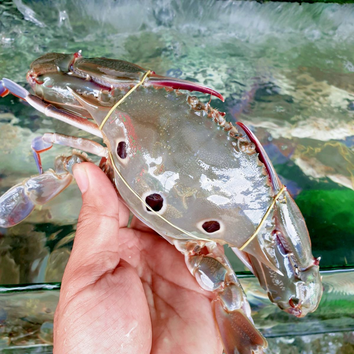 dac-diem-nhan-biet-ghe-ba-cham-song dac-diem-nhan-biet-ghe-ba-cham-song