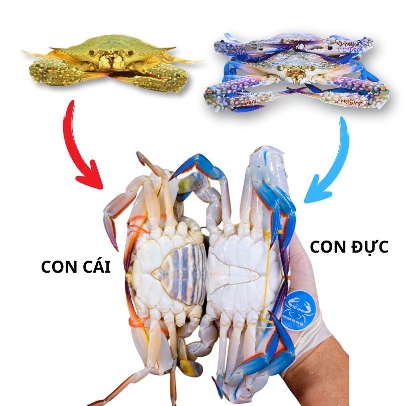 dac-diem-nhan-biet-ghe-xanh-song-duc-va-cai-chi-tiet