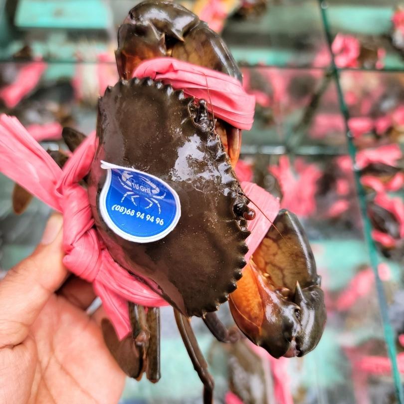 dac-diem-nhan-dien-cua-thit-ca-mau-chinh-goc-nam-can