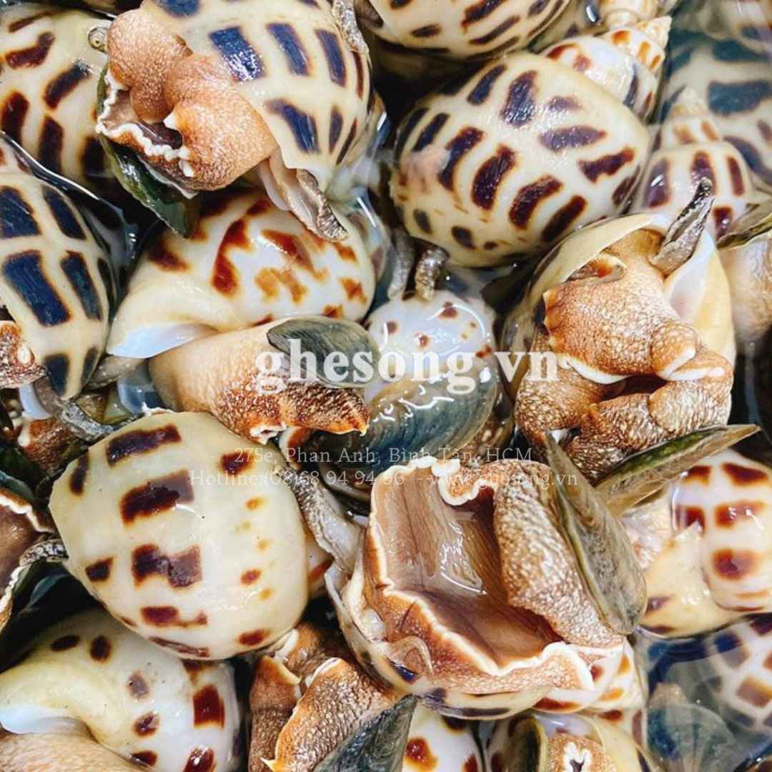 dia-chi-ban-oc-huong-gia-re-tai-hcm dia-chi-ban-oc-huong-gia-re-tai-hcm