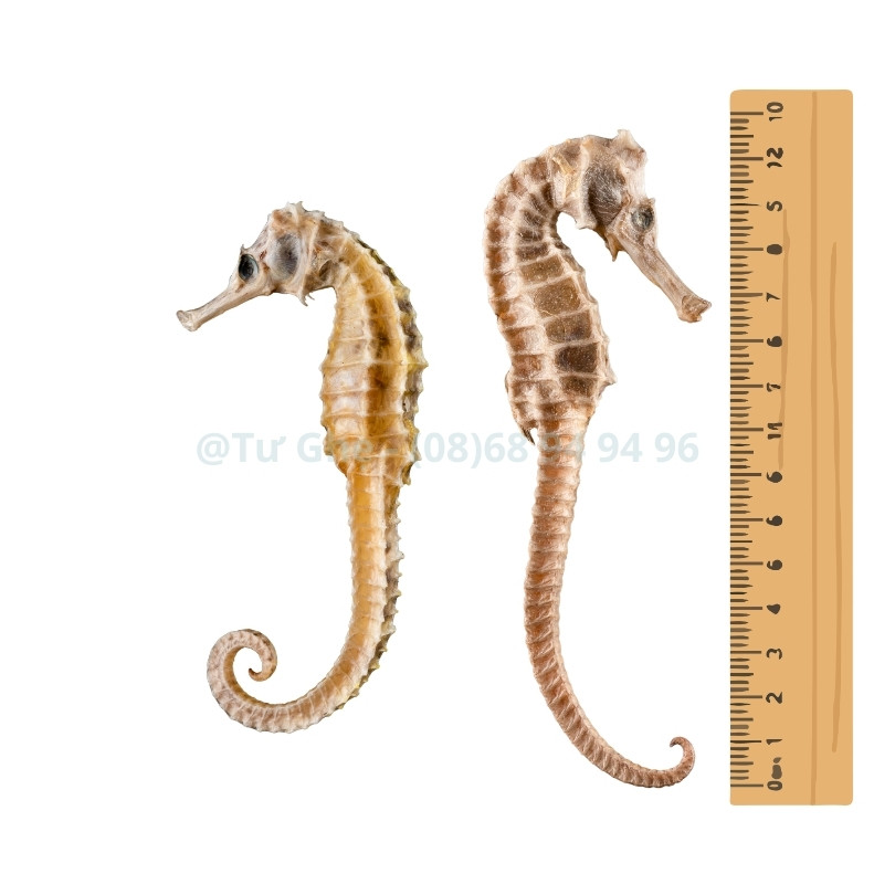 do-cm-dinh-gia-ca-ngua-kho do-cm-dinh-gia-ca-ngua-kho