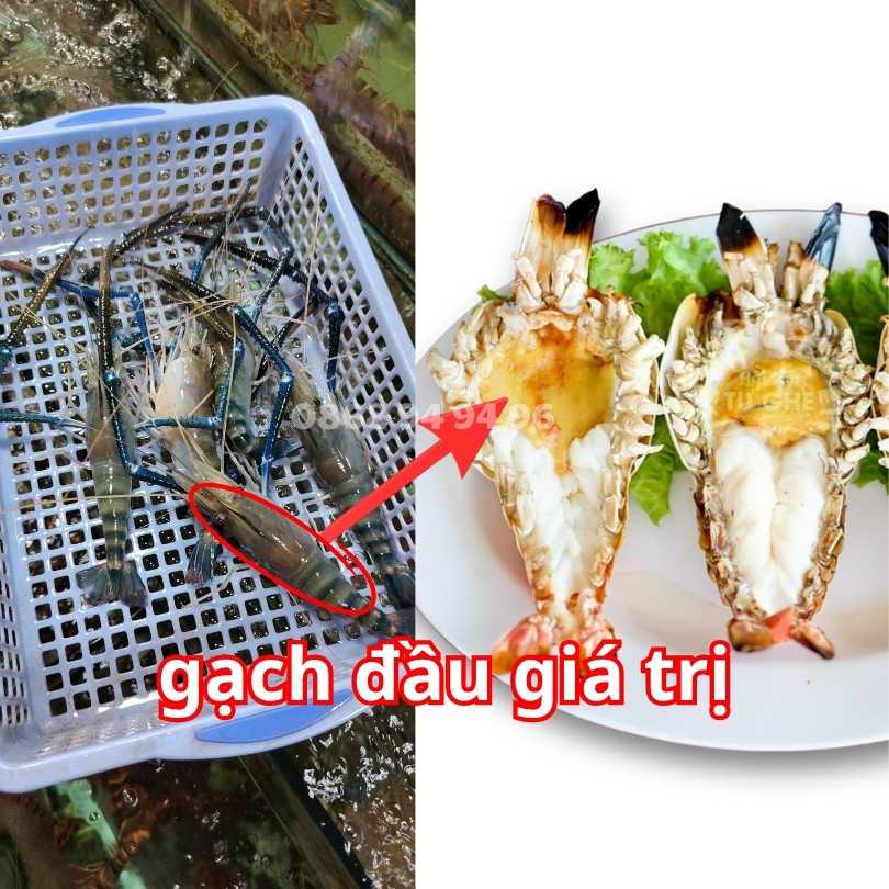 gach-dau-tom-cang-xanh