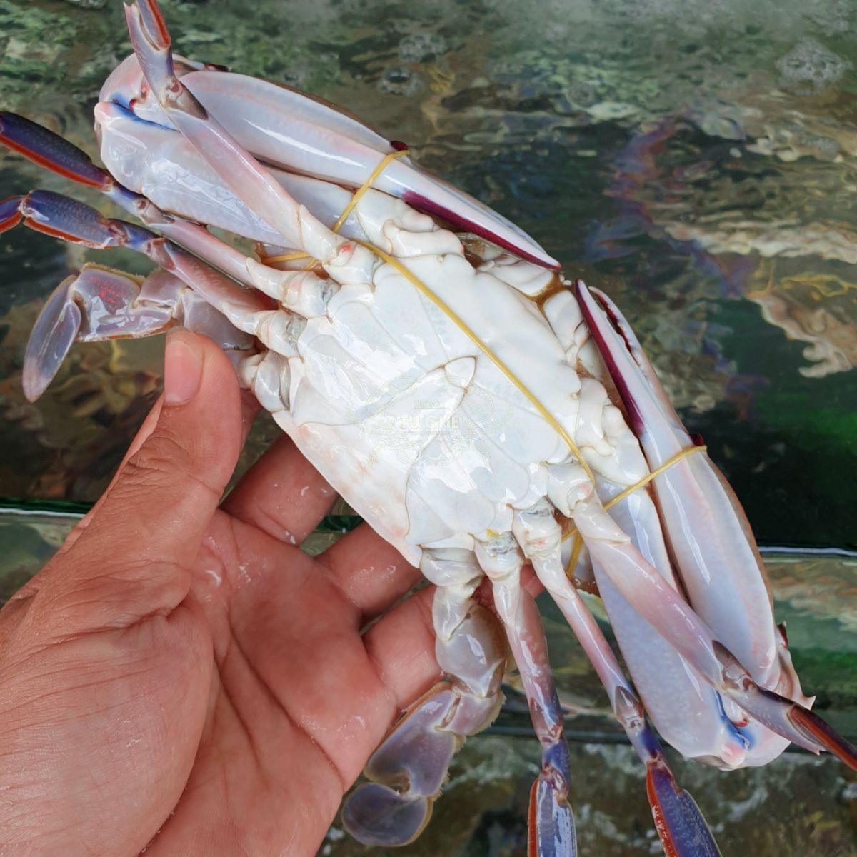 ghe-ba-cham-song-chac-thit-tai-tphcm ghe-ba-cham-song-chac-thit-tai-tphcm