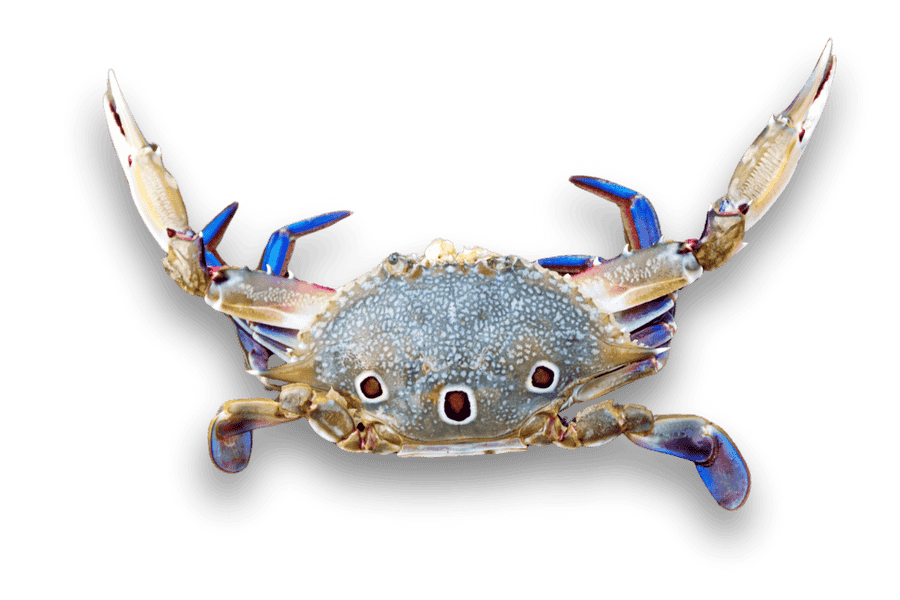 ghe-ba-cham-tu-nhien ghe-ba-cham-tu-nhien