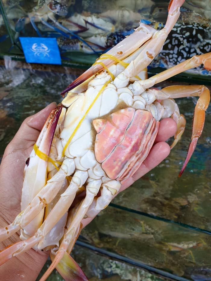 ghe-bien-con-cai-loai-1 ghe-bien-con-cai-loai-1