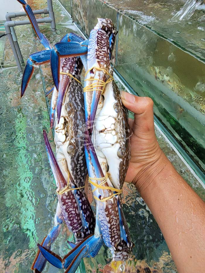 ghe-bien-song-loại-1 ghe-bien-song-loại-1