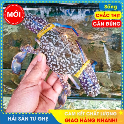 Ghẹ Biển Sống Size 9-10 con (KG) | Bao Chắc Thịt