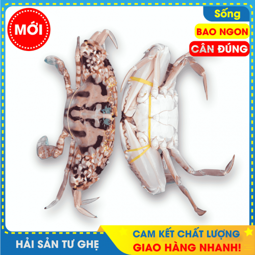 Ghẹ Bông Đỏ Thiên Nhiên, Biển Phan Thiết, Size 3-4-5con/KG