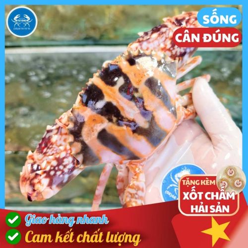 Ghẹ Bông Sống, Size 5-6 Con/KG, Thịt Chắc Ngon, Giao Sống, Ốp 1 đổi 1