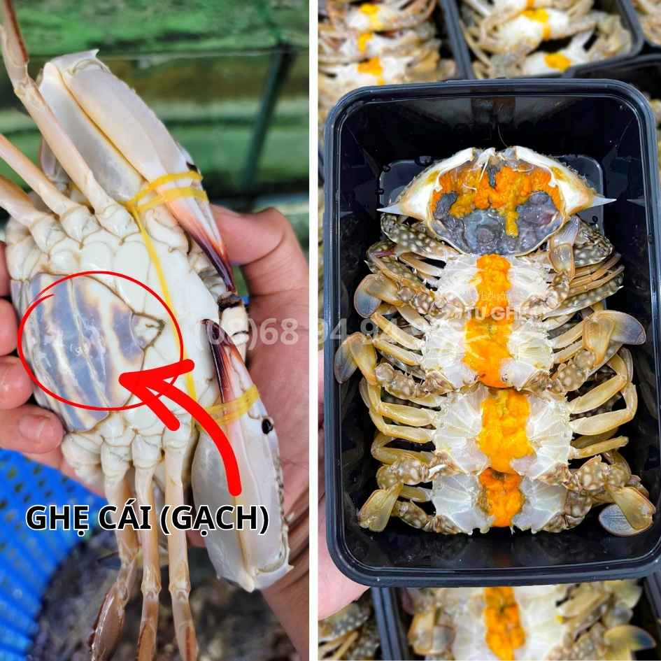ghe-cai-co-gach-khong