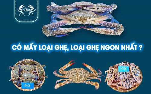 Có mấy loại ghẹ ? Ghẹ loại nào ngon nhất, chắc nhiều thịt? 