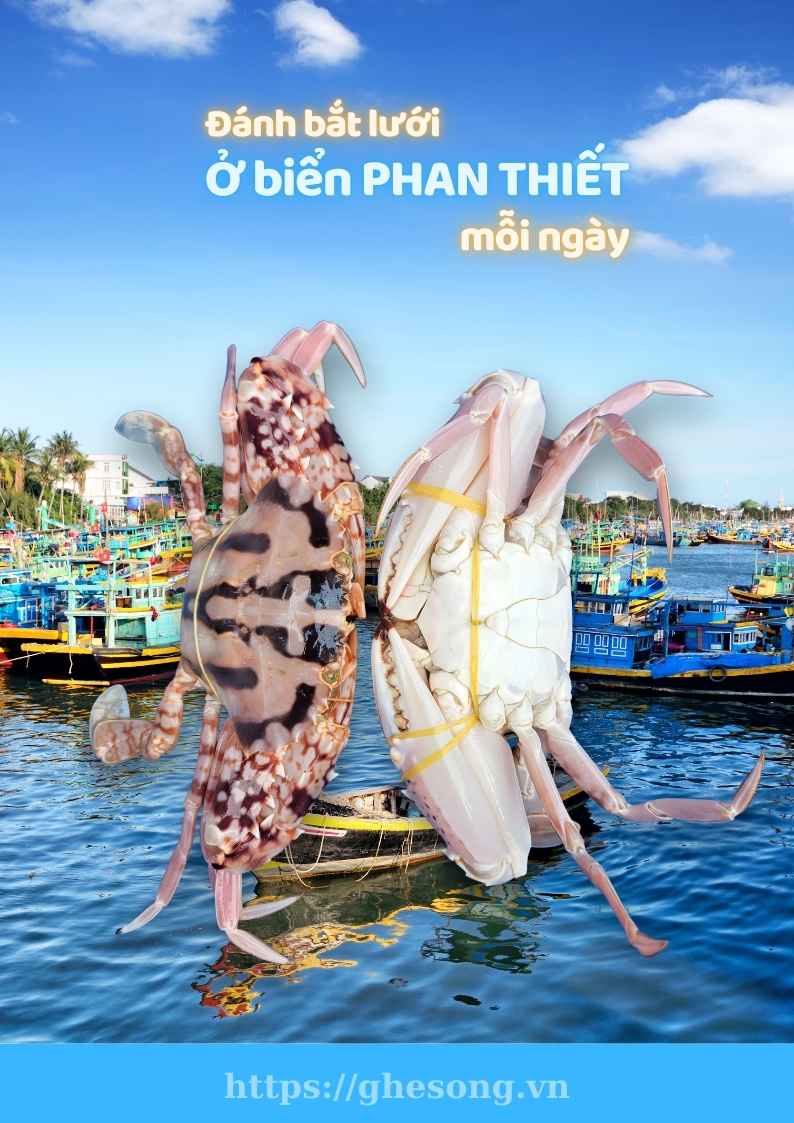 ghe-do-danh-bat-o-phan-thiet-moi-ngay ghe-do-danh-bat-o-phan-thiet-moi-ngay