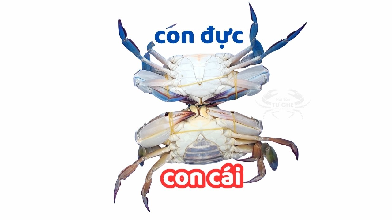 ghe-duc-ghe-cai-khac-nhau-nhu-the-nao