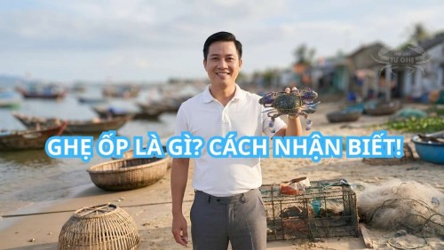 Ghẹ Ốp Là Gì? Bí Quyết Chọn Ghẹ Chắc Thịt Từ Chuyên Gia 15 Năm Nghề Hải Sản