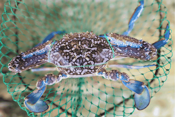 ghe-phan-thiet-moi-hom-nay ghe-phan-thiet-moi-hom-nay