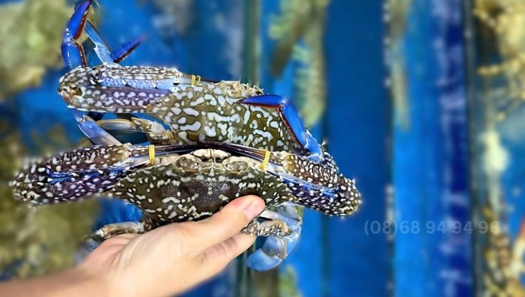 ghe-phu-quoc-viet-nam ghe-phu-quoc-viet-nam