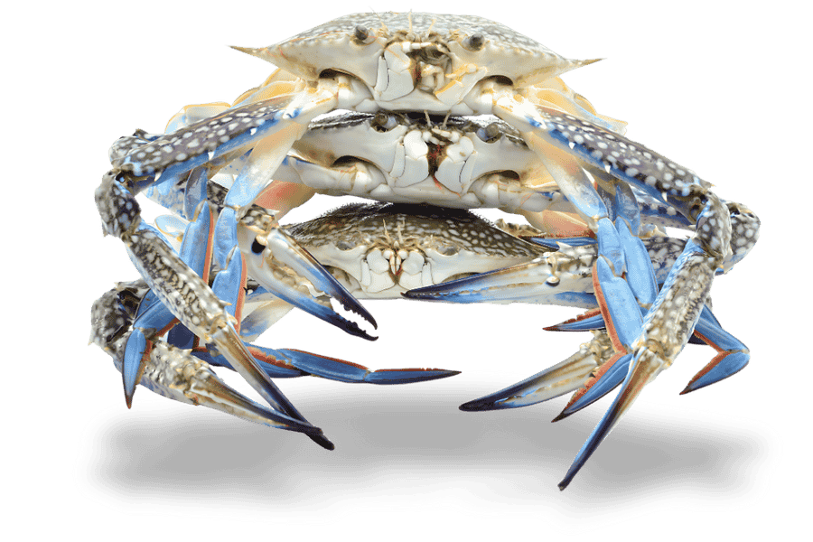 ghe-song-chon-lua-ngon-hon ghe-song-chon-lua-ngon-hon