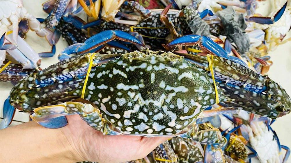 Ghẹ sống giá rẻ, Chắc thịt, bán ghẹ bao ăn tại Tphcm