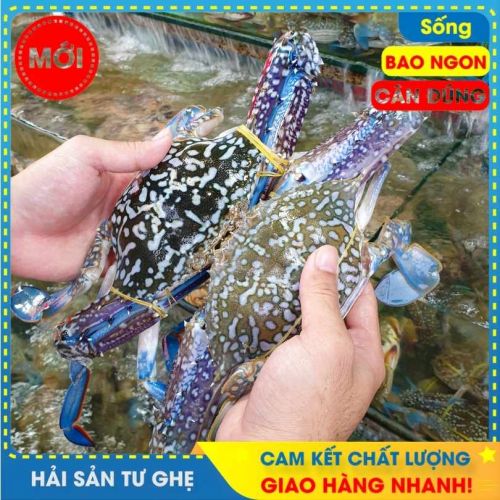 Ghẹ sống loại 1 | Bao Chắc Thịt