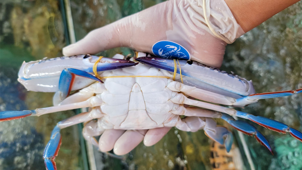 Ghẹ sống tại quận 4, Giao sống nhanh, ghẹ cam kết chắc thịt