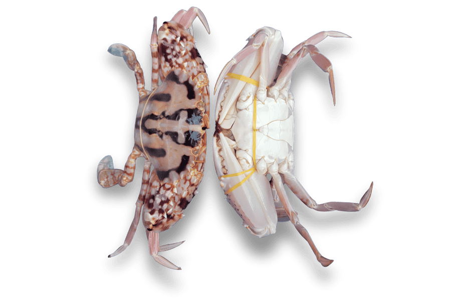 ghe-thien-nhien-phan-thiet ghe-thien-nhien-phan-thiet