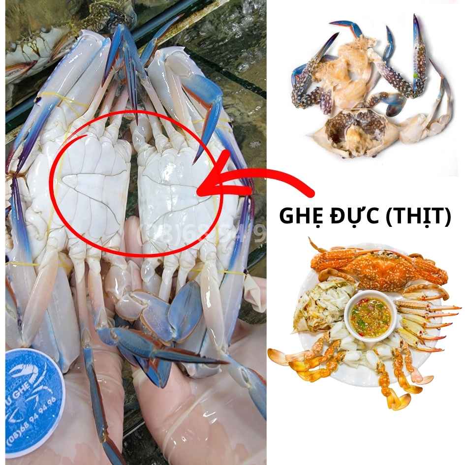 ghẹ xanh con đực