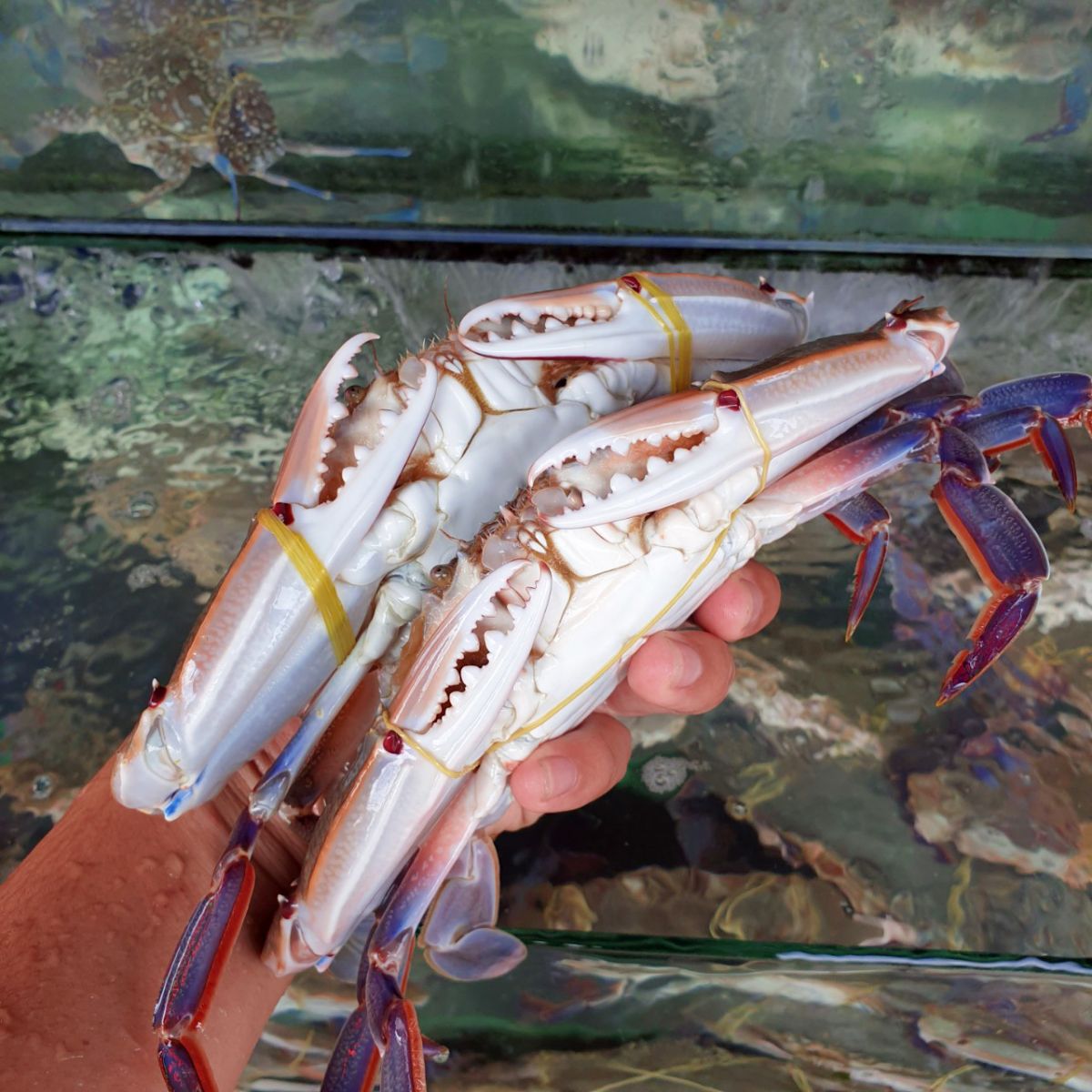 ghe-trang-song ghe-trang-song