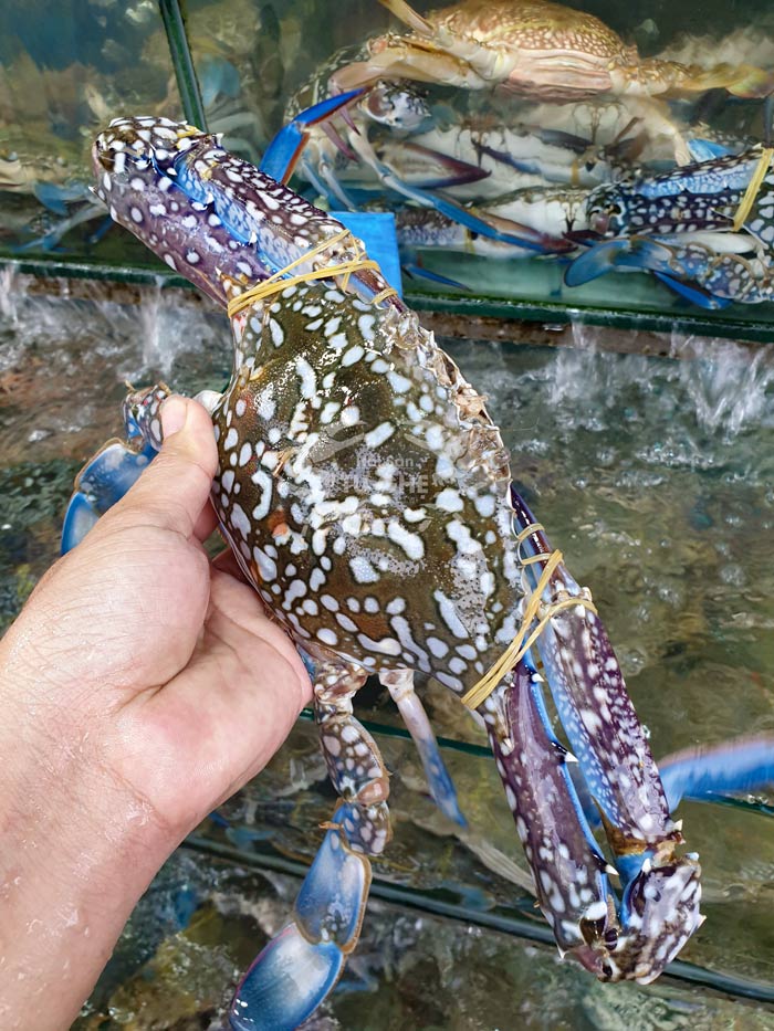 ghe-xanh-bien-song-loai-1 ghe-xanh-bien-song-loai-1