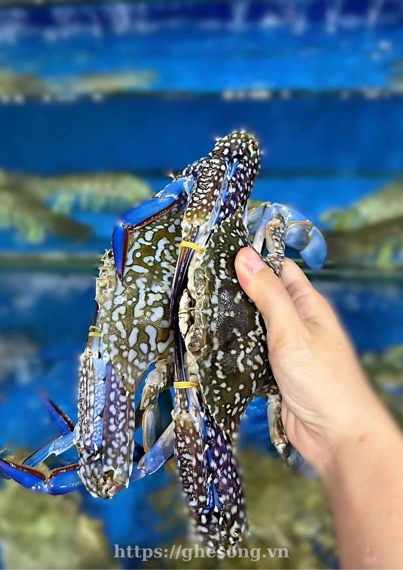 ghe-xanh-phan-thiet-chat-luong ghe-xanh-phan-thiet-chat-luong