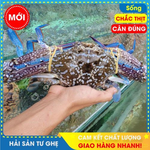 Ghẹ xanh sống biển Phú Quốc, loại lớn, chắc thịt