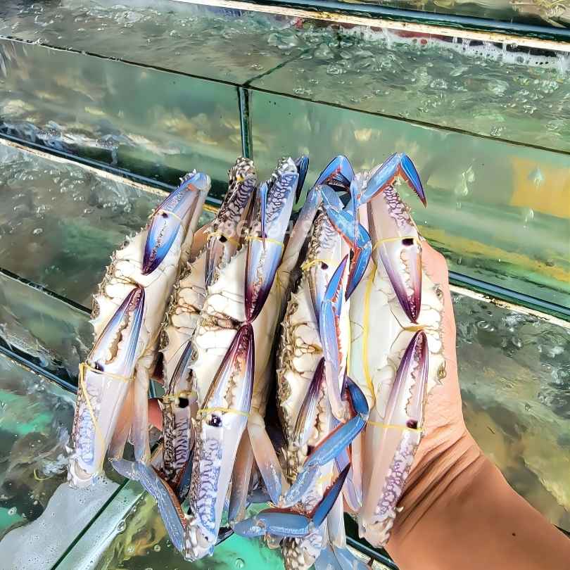 ghe-xanh-phu-quoc-tai-hcm