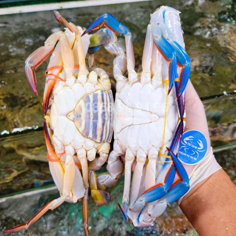 ghe-xanh-song-nho-phu-quoc-size-9-10-con-1kg-tu-ghe