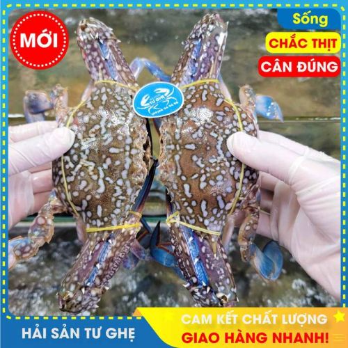 Ghẹ Xanh Sống Size 5-6 con/KG - Chắc Thịt Bao Ăn