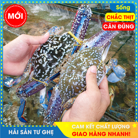 Ghẹ xanh sống to size 3-4con/KG