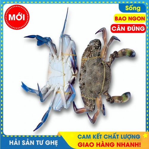 Ghẹ Xanh Thiên Nhiên Biển Phan Thiết Size 7-8con/KG