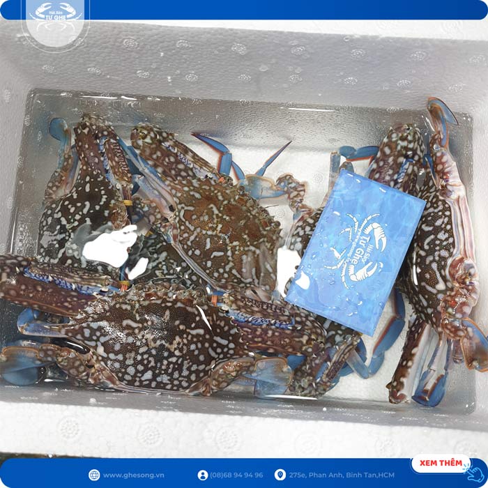 ghẹ-sống-bằng-nước-biển ghẹ-sống-bằng-nước-biển