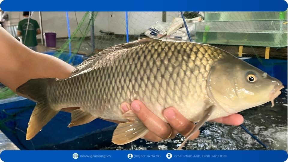 gia-ca-chep-gion-song-tai-hcm-hom-nay gia-ca-chep-gion-song-tai-hcm-hom-nay