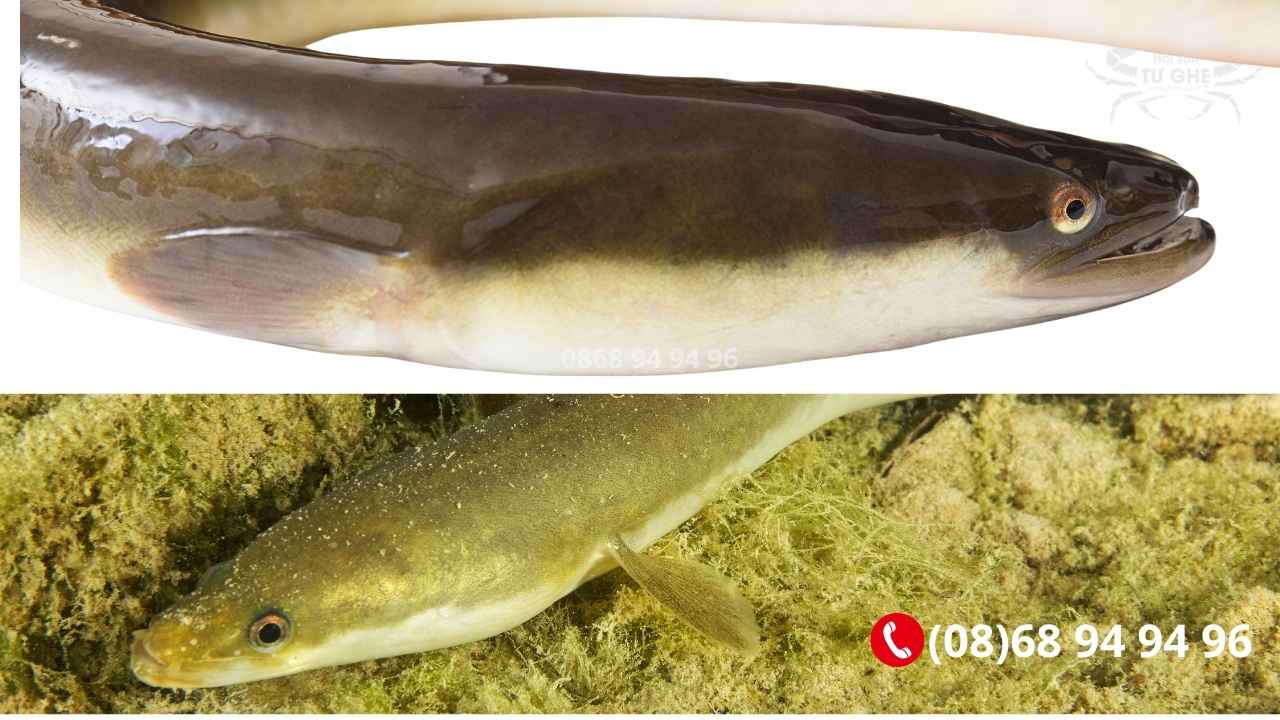 Giá Cá Chình Sống Bao Nhiêu Tiền 1Kg Tại Tphcm ? 