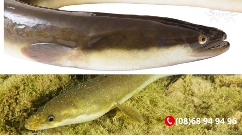 Giá Cá Chình Sống Bao Nhiêu Tiền 1Kg Tại Tphcm ? 