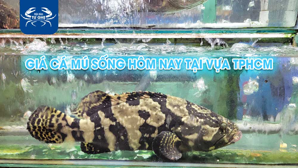 Cá mú sống giá rẻ, chất lượng, uy tín ở Tân Phú, HCM