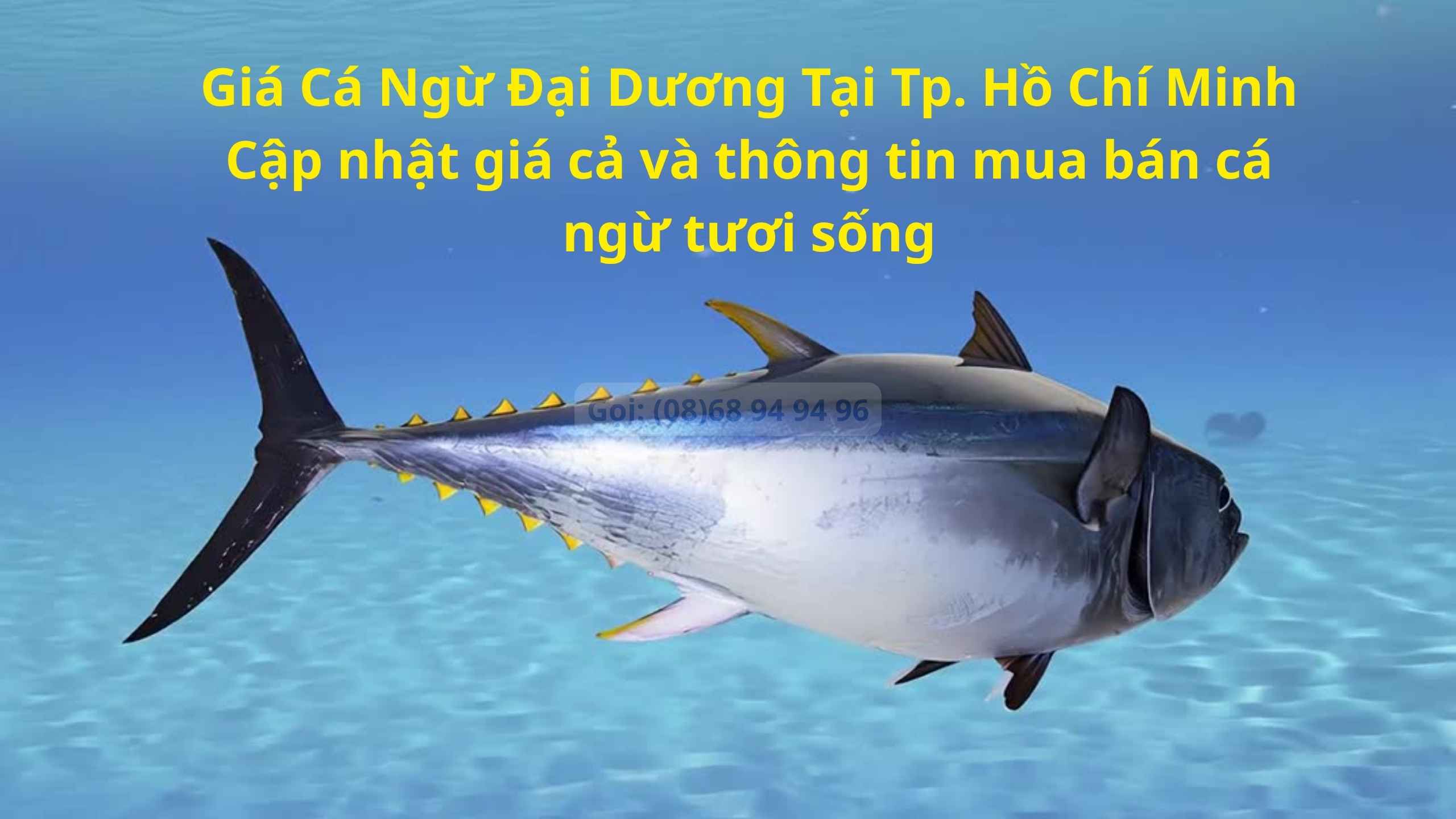Giá Cá Ngừ Đại Dương Tại Tphcm Bao Nhiêu Tiền 1KG