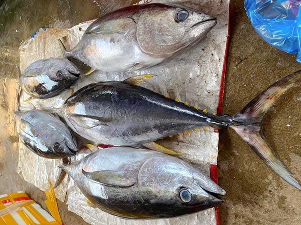 gia-ca-ngu-dai-duong